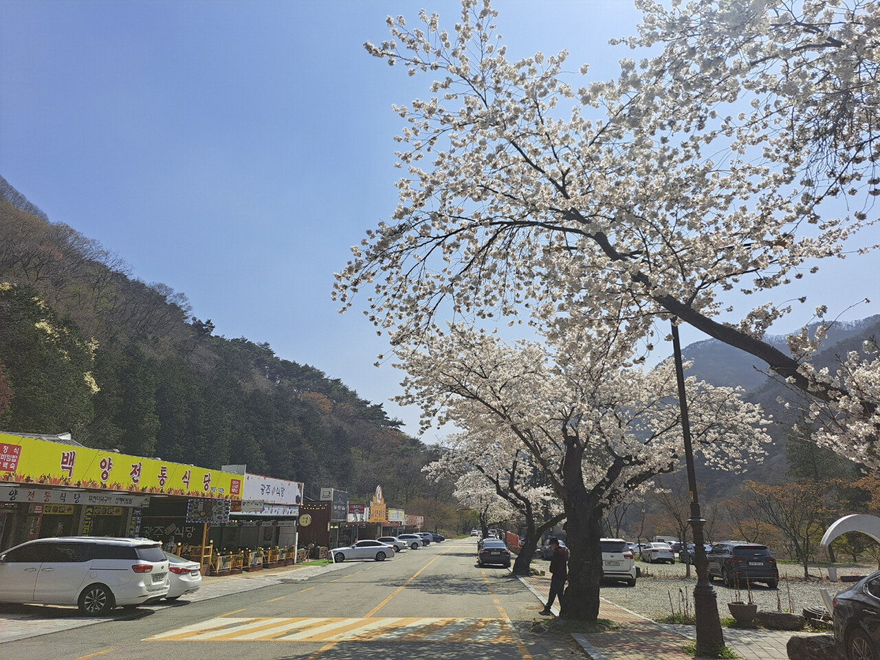 백양사 벚꽃(2023.3.31 내장산국립공원 백암사무소 제공)