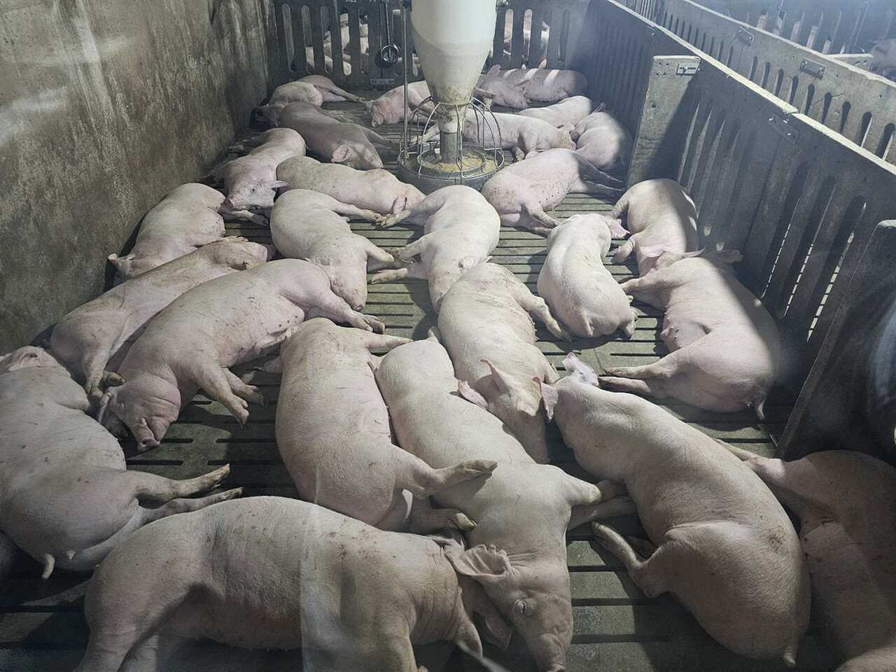 돼지들이 폭염에 스트레스를 받아 드러누워있다.