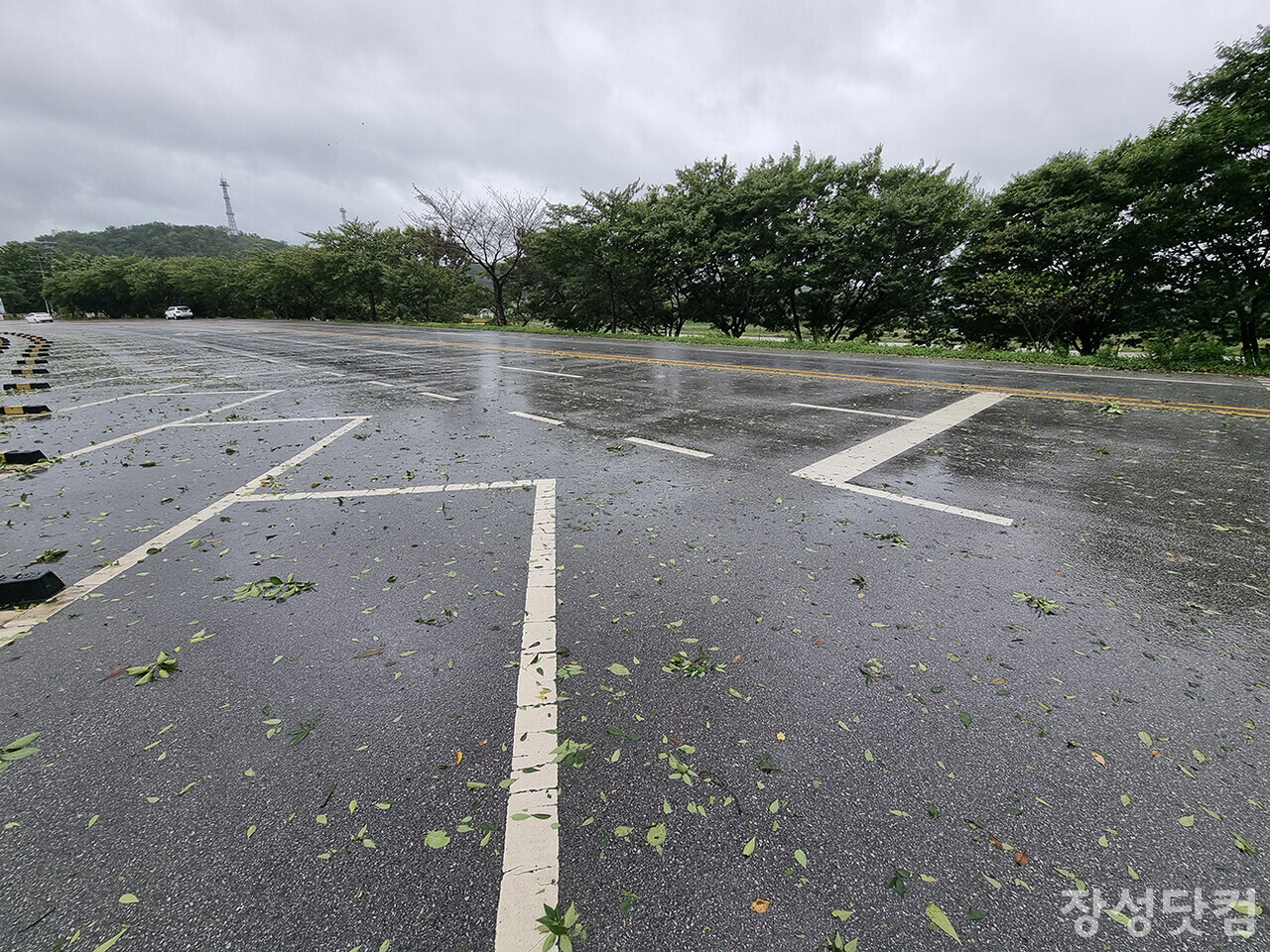 10일 태풍 카눈의 간접 영향으로 가로수에서  낙엽이 떨어져 도로에 나뒹굴고 있다. 10일 오전 황룡강변 구 공설운동장 주변