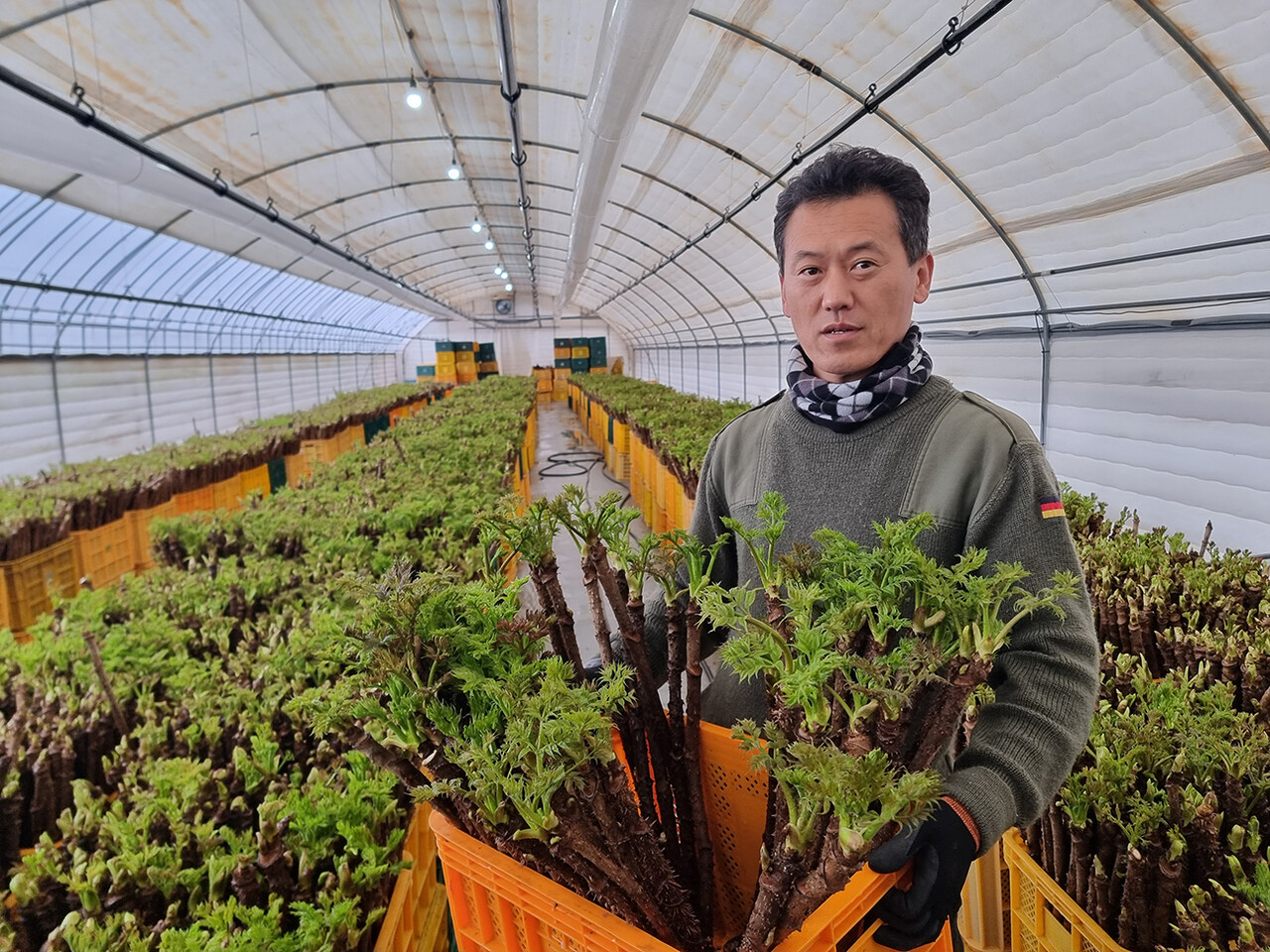 귀농 9년차, 두릅 촉성재배 5년차인 임업후계자 김창신씨가 자신의 비닐하우스에서 두릅을 수확하고 있다.