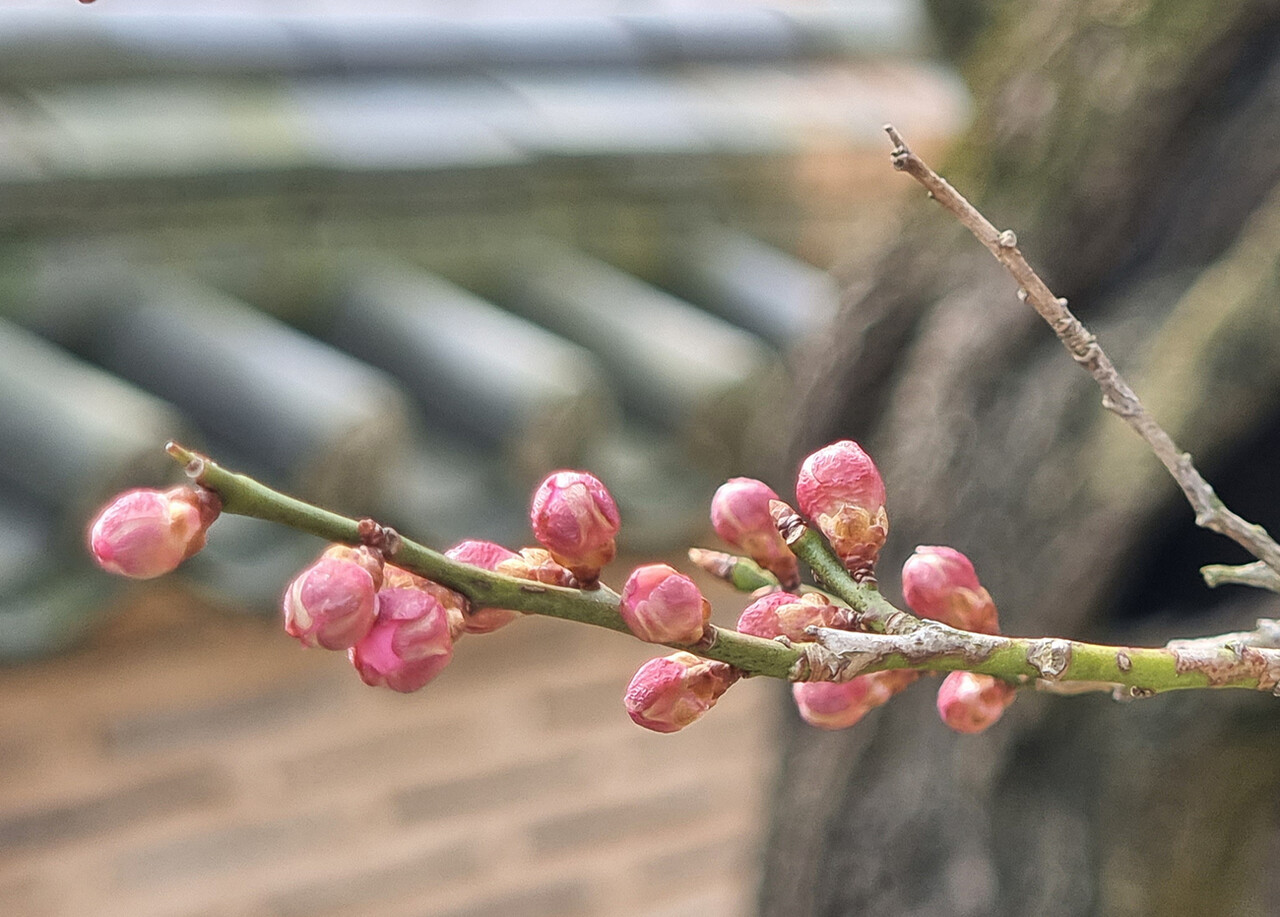 4일 ‘장성 백양사 고불매’가 완연한 봄날을 기다리며 꽃망울을 살포시 다물고 있다.